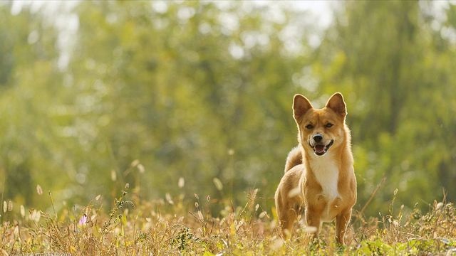 中华田园犬：理想的宠物与护卫之选</